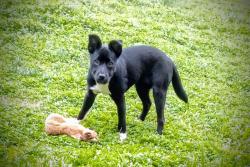 Lost Female Dog last seen Linwood, Nellis, Visalia, CA 93277