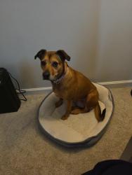 Lost Female Dog last seen Apple street, Greenfield, IN 46140
