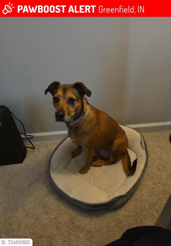 Lost Female Dog last seen Apple street, Greenfield, IN 46140