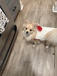 Reunited Female Dog last seen Pickering & Beverly Blvd, Circle K, Whittier, CA 90601