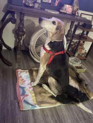 Found/Stray Male Dog last seen Pinehall Rd, Walkertown, NC 27051