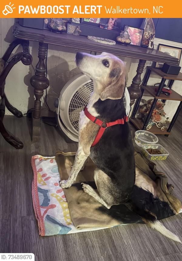 Found/Stray Male Dog last seen Pinehall Rd, Walkertown, NC 27051
