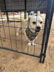Found/Stray Male Dog last seen Pearblossom hwy 138, Llano, CA 93544