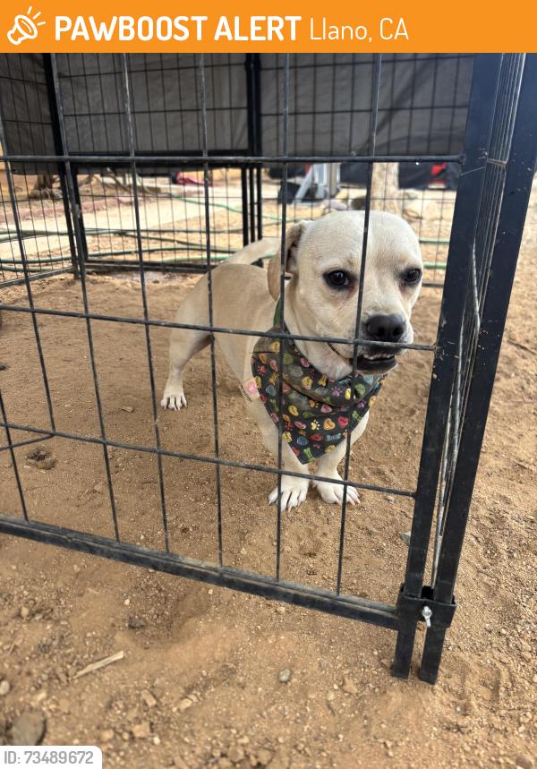 Found/Stray Male Dog last seen Pearblossom hwy 138, Llano, CA 93544