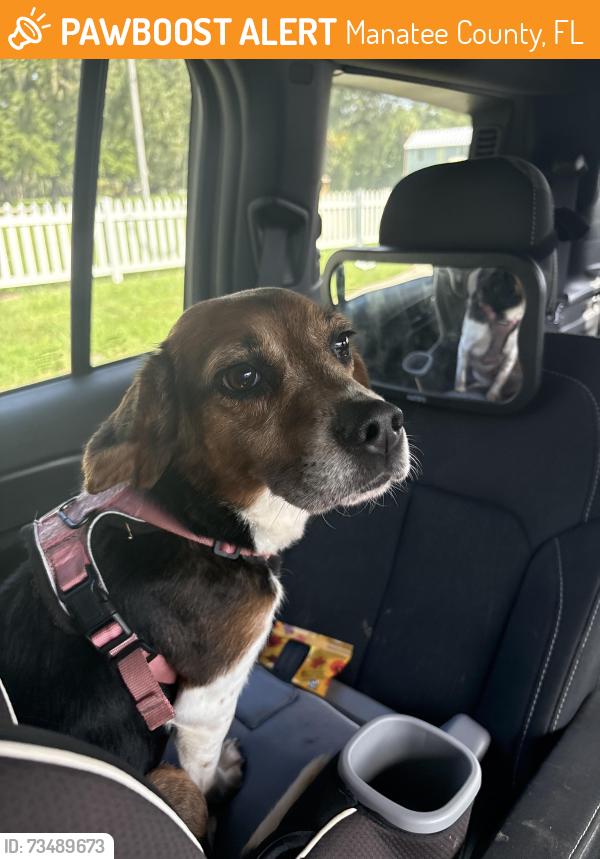 Found/Stray Female Dog last seen Rutland road salt mesdows community, Manatee County, FL 34219