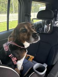 Found/Stray Female Dog last seen Rutland road salt mesdows community, Manatee County, FL 34219