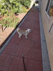 Reunited Unknown Dog last seen Seven Bar North, Albuquerque, NM 87114