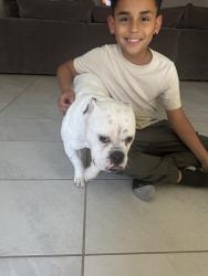 Reunited Male Dog last seen Skyhawk Ave, Fort Worth, TX 76179, USA, Fort Worth, TX 76179