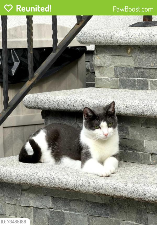 Reunited Female Cat last seen 10th Ave, between 84 and 85th street, Brooklyn, NY 11214, Brooklyn, NY 11228