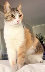 Reunited Female Cat last seen Pheasant Run Dr, Houston, TX 77339, USA, Houston, TX 77339