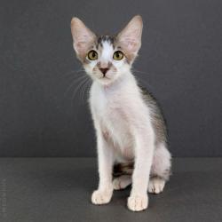 Shelter Stray Unknown Cat last seen N CAT HILLS AVE, 1150 11 Mile Corner, Casa Grande, AZ 85194, USA