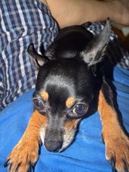 Reunited Female Dog last seen SW 56th St, Miami, FL, USA, Miami, FL 33155