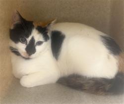 Shelter Stray Female Cat last seen Near BLOCK DOLARWAY, SANFORD FL 32771, 232 Eslinger Way, Sanford, FL 32773, USA