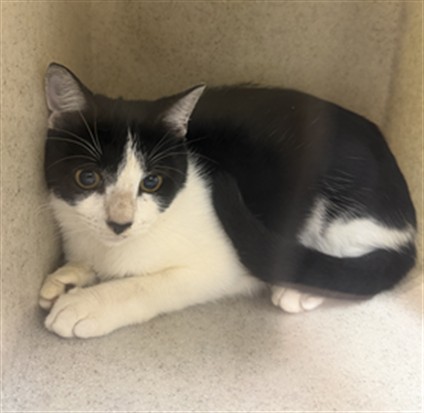 Shelter Stray Unknown Cat last seen Near BLOCK DOLARWAY, SANFORD FL 32771, 232 Eslinger Way, Sanford, FL 32773, USA
