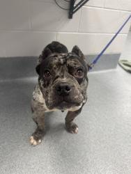 Shelter Stray Female Dog last seen Near, 5001 E Raymond St, Indianapolis, IN 46203, USA