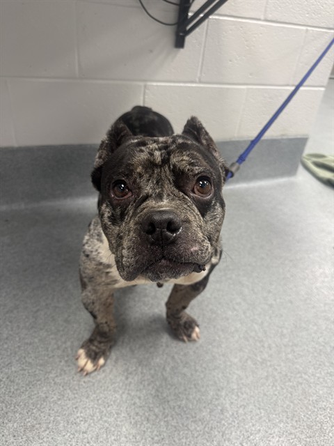 Shelter Stray Female Dog last seen Near, 5001 E Raymond St, Indianapolis, IN 46203, USA