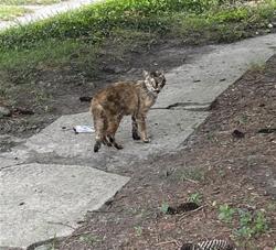 Shelter Stray Female Cat last seen Near, 5001 E Raymond St, Indianapolis, IN 46203, USA