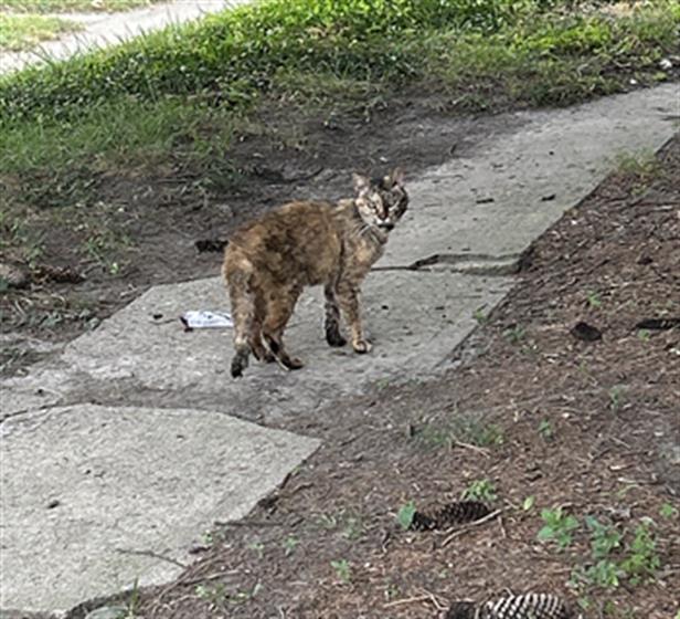 Shelter Stray Female Cat last seen Near, 5001 E Raymond St, Indianapolis, IN 46203, USA