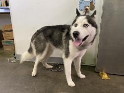Shelter Stray Male Dog last seen , 1850 W 60th St, Los Angeles, CA 90047, USA