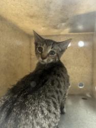 Shelter Stray Female Cat last seen , 11361 W Pico Blvd, Los Angeles, CA 90064, USA