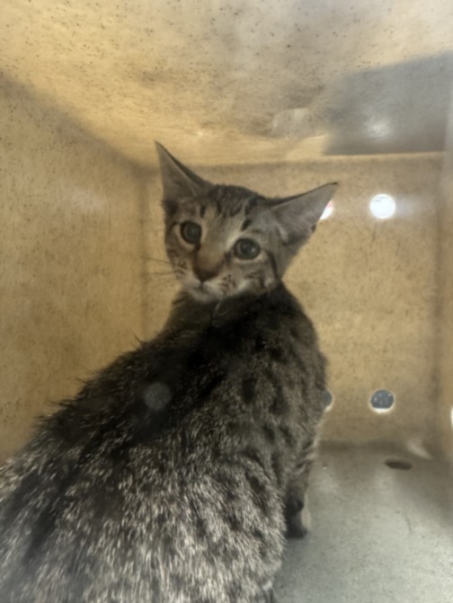 Shelter Stray Female Cat last seen , 11361 W Pico Blvd, Los Angeles, CA 90064, USA