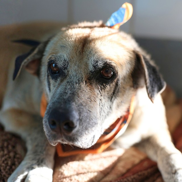 Shelter Stray Male Dog last seen Near BLOCK S FLORES, 4710 TX-151, San Antonio, TX 78227, USA