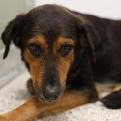 Shelter Stray Female Dog last seen HOSACK, 4710 TX-151, San Antonio, TX 78227, USA