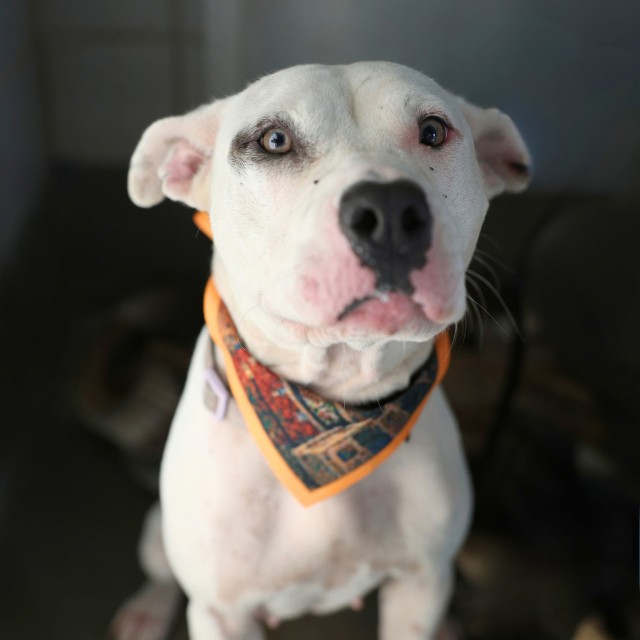 Shelter Stray Female Dog last seen Near BLOCK ALEXANDER HAMILTON, 4710 TX-151, San Antonio, TX 78227, USA