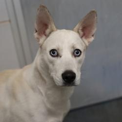 Shelter Stray Female Dog last seen Near BLOCK SPEAR ST, 4710 TX-151, San Antonio, TX 78227, USA