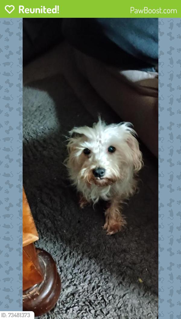 Reunited Male Dog last seen Vernor and West Grand Blvd, Detroit, MI 48208