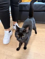 Found/Stray Male Cat last seen Barnfield Road, WV1 2FA, West Midlands, England WV1 2LG