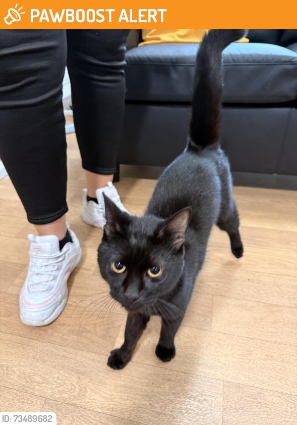 Found/Stray Male Cat last seen Barnfield Road, WV1 2FA, West Midlands, England WV1 2LG