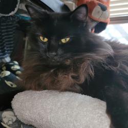 Reunited Female Cat last seen Everett and 60th hse on the corner if busy street and neighborhood, Portland, OR 97213