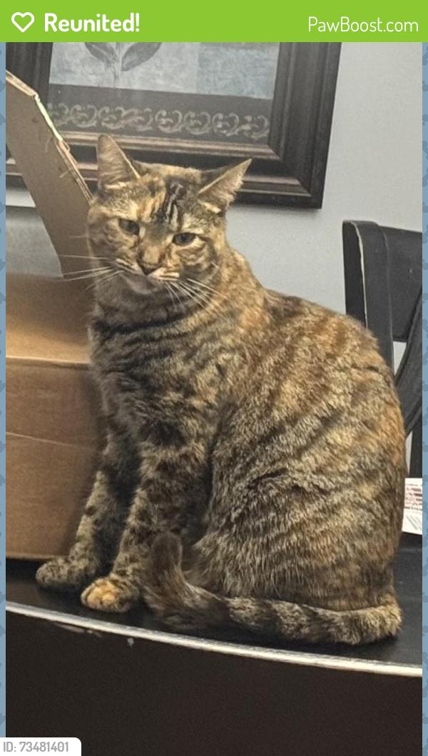 Reunited Female Cat last seen Evansburg Rd & Mill Rd, Skippack Township, PA 19426