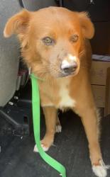 Reunited Male Dog last seen port st. lucie, Port St. Lucie, FL 34986