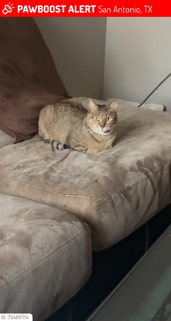 Lost Female Cat last seen Alsbury Farm apmts, San Antonio, TX 78220