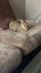 Lost Female Cat last seen Alsbury Farm apmts, San Antonio, TX 78220
