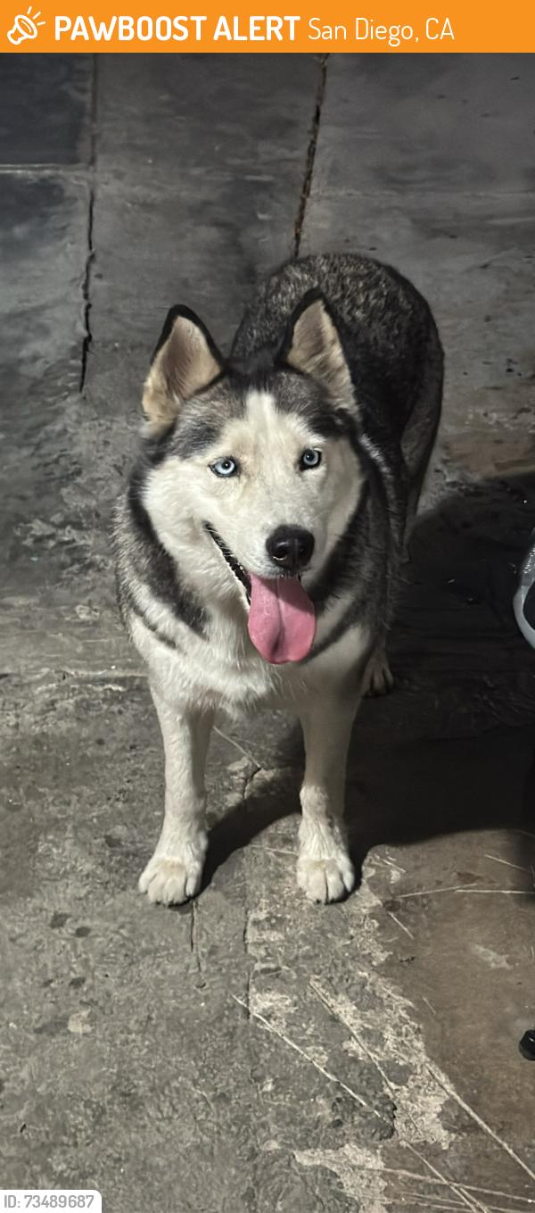 Found/Stray Female Dog last seen Near street and National ave 92113, San Diego, CA 92113