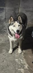 Found/Stray Female Dog last seen Near street and National ave 92113, San Diego, CA 92113