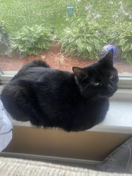Lost Male Cat last seen Eastlawn, St. Clair Shores, MI 48080
