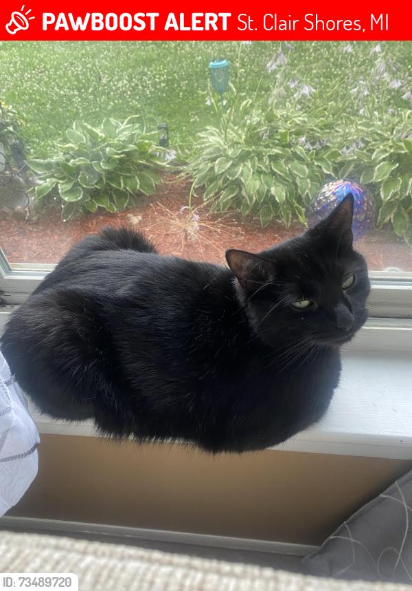 Lost Male Cat last seen Eastlawn, St. Clair Shores, MI 48080