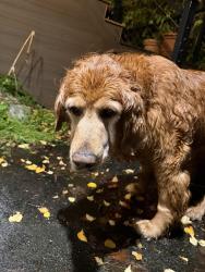 Reunited Female Dog last seen Potter Valley Road & Villages Scenic Parkway, Anchorage, AK 99516