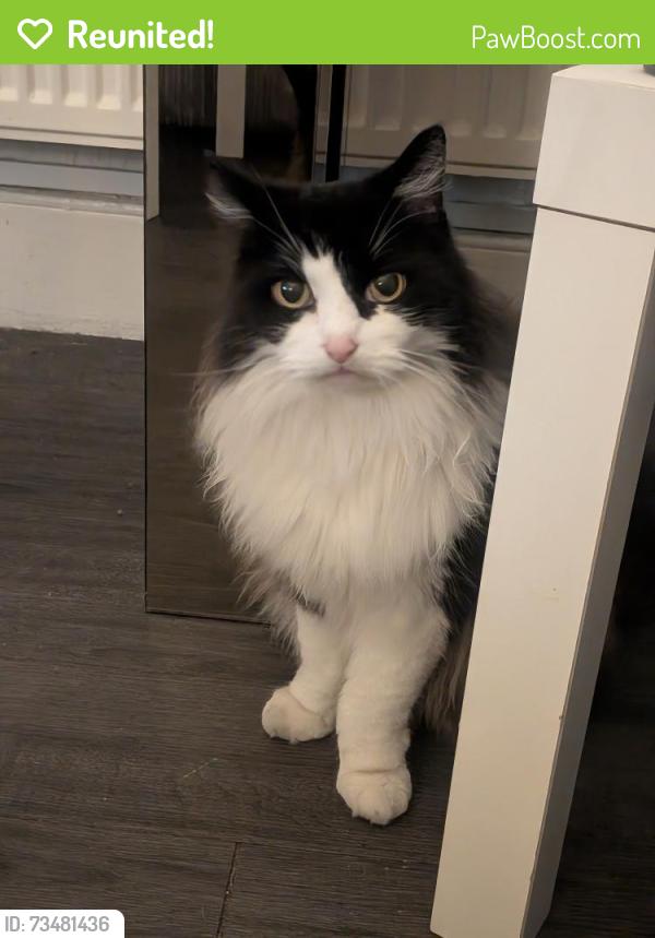 Reunited Male Cat last seen Southfields grid, Greater London, England SW18 5DD