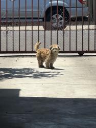 Reunited Male Dog last seen E 43rd St & Ascot Ave, Los Angeles, CA 90011