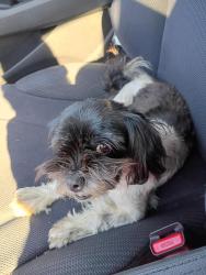 Found/Stray Female Dog last seen St. Genevieve School, Lafayette, LA 70501