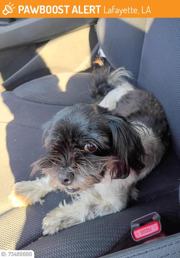 Found/Stray Female Dog last seen St. Genevieve School, Lafayette, LA 70501