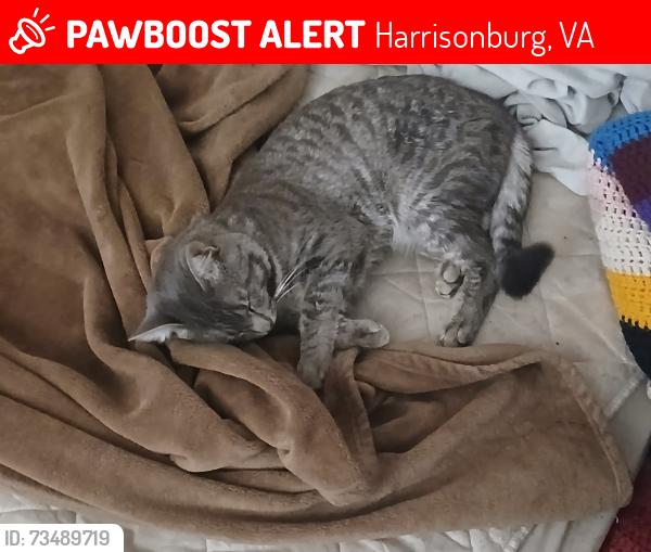 Lost Male Cat last seen Near the courthouse, downtown Harrisonburg, VA 22801, Harrisonburg, VA 22801