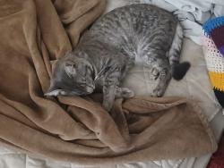 Lost Male Cat last seen Near the courthouse, downtown Harrisonburg, VA 22801, Harrisonburg, VA 22801