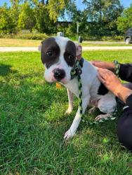 Shelter Stray Female Dog last seen Near Ansel unit 53, 5th District,, 9203 Detroit Ave, Cleveland, OH 44102, USA