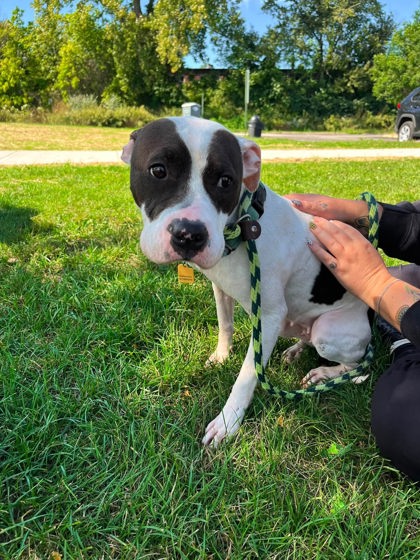 Shelter Stray Female Dog last seen Near Ansel unit 53, 5th District,, 9203 Detroit Ave, Cleveland, OH 44102, USA